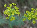 Steppen-Wolfsmilch (Euphorbia seguieriana)