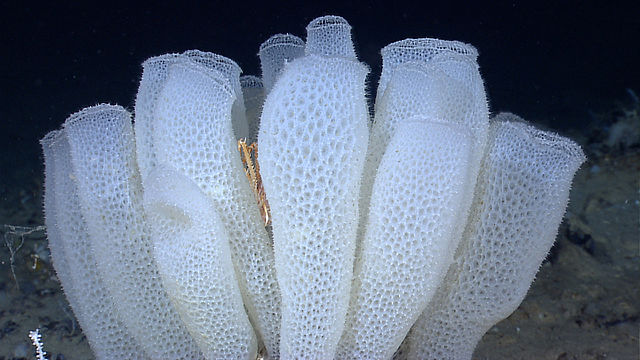 Venus' flower basket glass sponge 640px-Euplectella_aspergillum_Okeanos