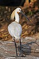 * Nomination Eurasian spoonbill in breeding plumage, Ranganathittu Bird Sanctuary --Tagooty 01:32, 20 January 2024 (UTC) * Promotion  Support Good quality. --XRay 04:34, 20 January 2024 (UTC)