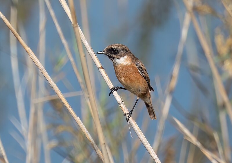 File:European stonechat (80545).jpg