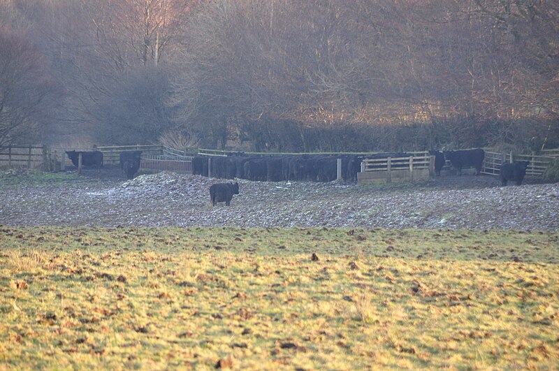 File:Exmoor , Cows Grazing - geograph.org.uk - 2768485.jpg