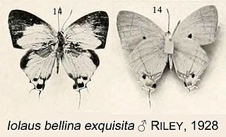 <i>Iolaus bellina</i> Species of butterfly