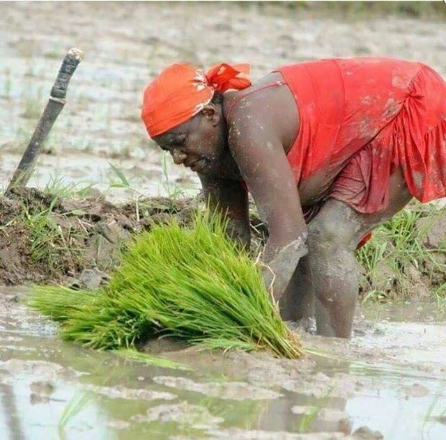 Woman working in a paddy field