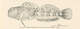 Entomacrodus decussatus