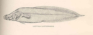 <i>Lucifuga</i> Genus of fishes