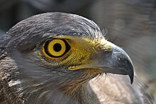 A crested serpent eagle at the zoo.