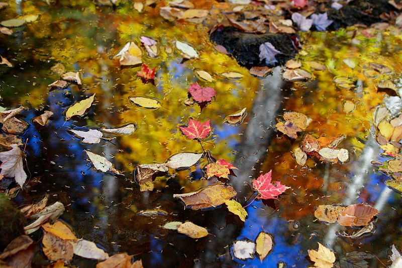 File:Fall-leaves-floating - West Virginia - ForestWander.jpg