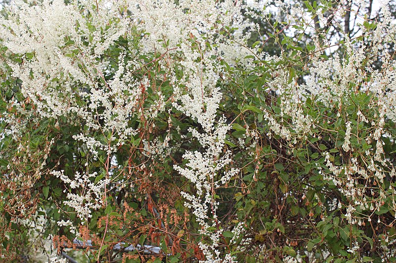 File:Fallopia baldschuanica Schlingknoeterich.jpg