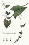 Fallopia convolvulus - Flora Parisiensis - vol. 6 - t. 475.jpg
