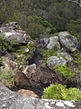 Falls Trail - panoramio (1).jpg