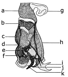 Male genitala in Afridigalia adrianponti