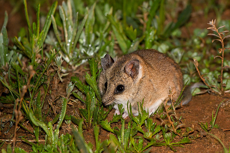 File:Fat-tailed Dunnart (Sminthopsis crassicaudata) (14559441713).jpg