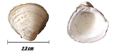 Corbicula fluminalis.