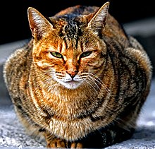 野良猫 - Wikipedia