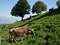 Braunvieh sur l'alpage de Feusisberg.