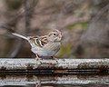 Thumbnail for File:Field Sparrow (13104220355).jpg