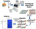 Thumbnail for Surveyor nuclease assay