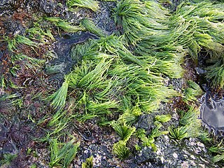 <i>Chaetomorpha</i> Genus of algae