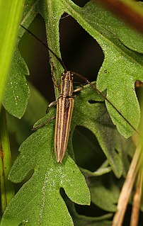 <i>Hippopsis</i> Genus of beetles