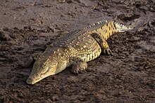 Flickr - don macauley - A fat crocodile 2.jpg