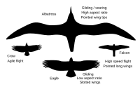 Bald Eagle Size Chart