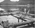 Floating fish trap constructed of stripped logs and lumber.jpg