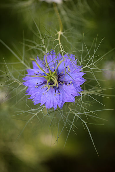 File:Flore sauvage du jardin.JPG