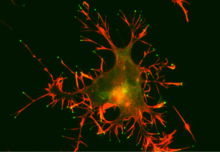 A CAD cell (a neuronal cell line) expressing GFP-Myo10 (green) was stained for actin filaments (red) to visualize the slender cellular protrusions known as filopodia. Overexpressing Myo10 induces large numbers of filopodia and is responsible for the unusually large number of filopodia on this cell. (Image courtesy of Aurea D. Sousa and Richard E. Cheney) Fluorescence image of a cell showing localization of Myo10 at the tips of filopodia.png