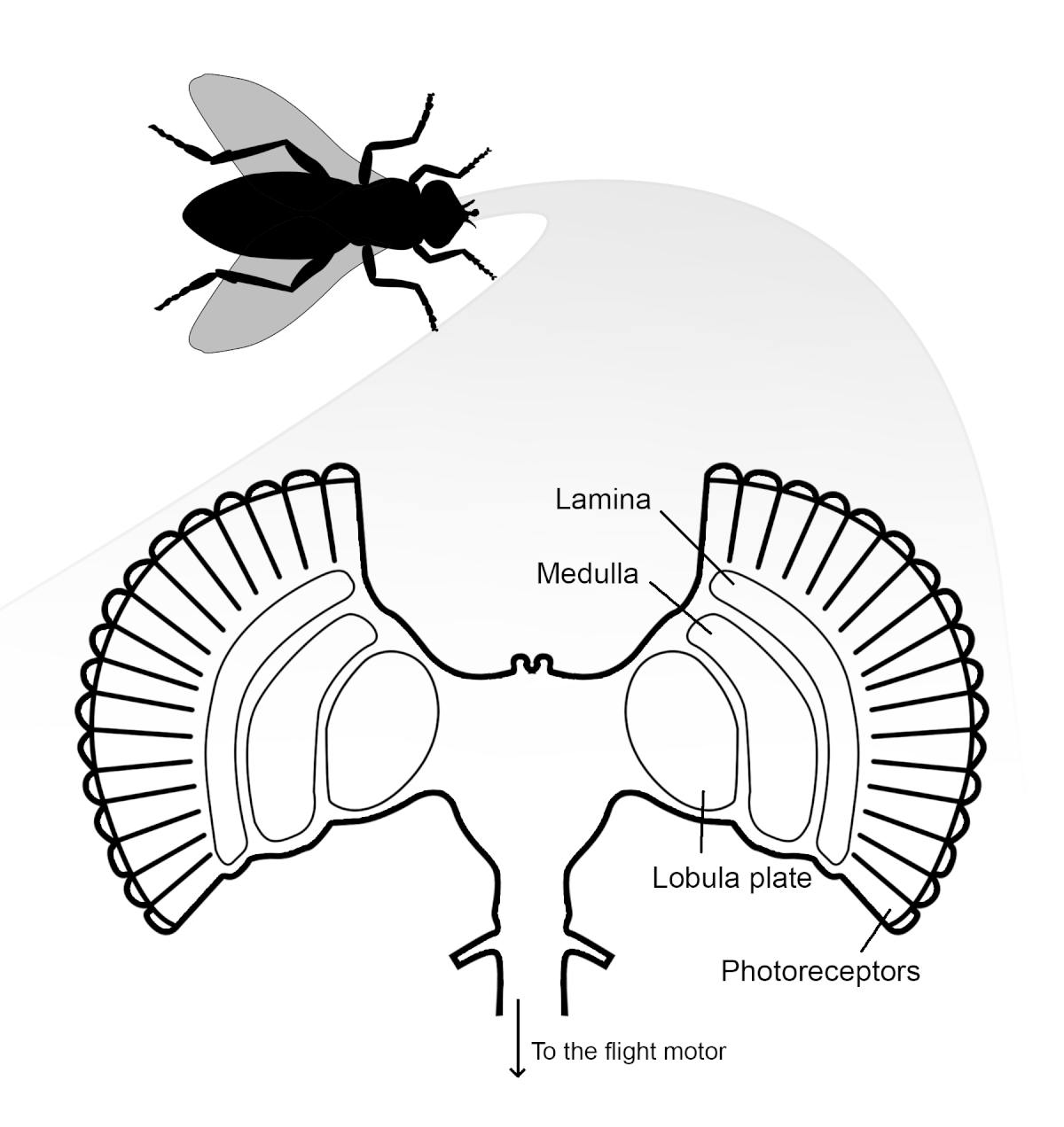 neural anatomy