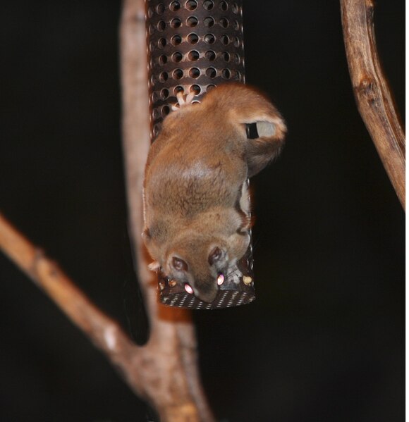 File:Flying Squirrel-on bird feeder.tif