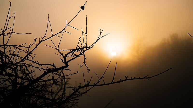 File:Foggy Austrian sunset (25822282947).jpg