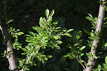 Foliage and bark of Ulmus parvifolia 'Yatsubusa'.jpg