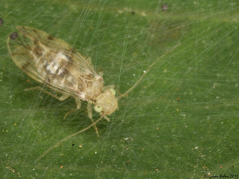 File:Follicole False Lizard Barkllouse (Psocoptera- Pseudocaeciliidae) within its net (5536649923).jpg