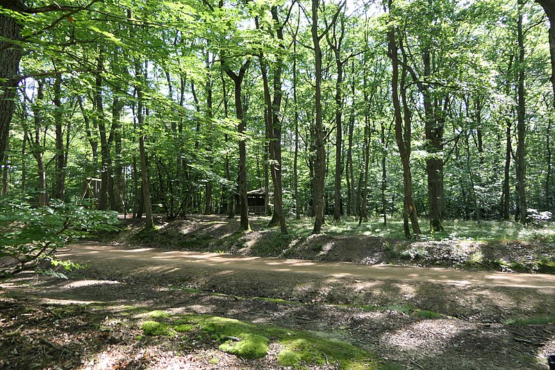 File:Forêt de Lespinasse (Loire) 005.jpg