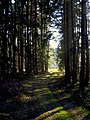 Forest path - Flickr - Stiller Beobachter (1).jpg