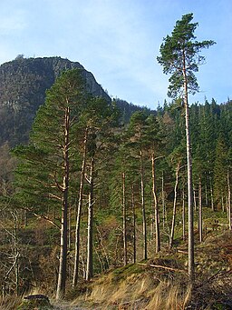 Forestry, Thirlmere - geograph.org.uk - 1073180