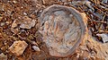 Fossil, Hatira Gulch, Negev, Israel מאובן, נחל חתירה, הנגב - panoramio.jpg