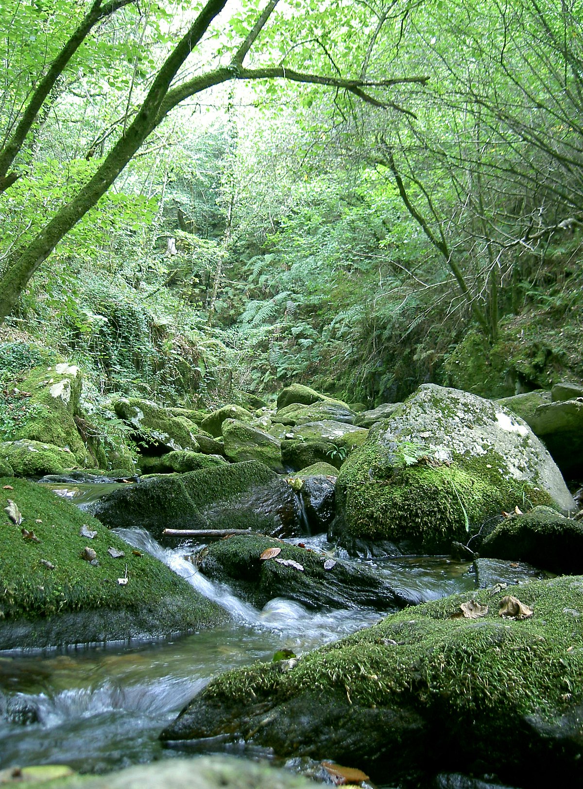 Fraga (bosque) - Wikipedia, la enciclopedia libre