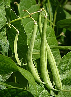 <span class="mw-page-title-main">Bean</span> Seed of one of several genera of the plant family Fabaceae