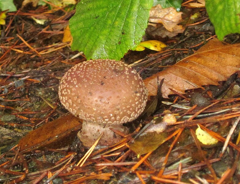 File:Fungus, Stover Park - geograph.org.uk - 3720196.jpg