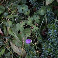 Géranium des Pyrénées.