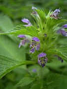 Galeopsis tetrahit Type species