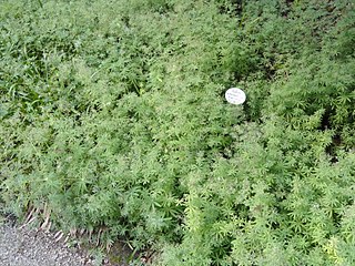 <i>Galium intermedium</i> Species of plant