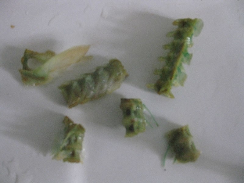 File:Gar fish green bones 2.JPG