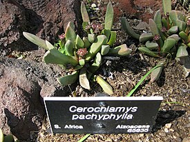 Cerochlamys pachyphylla