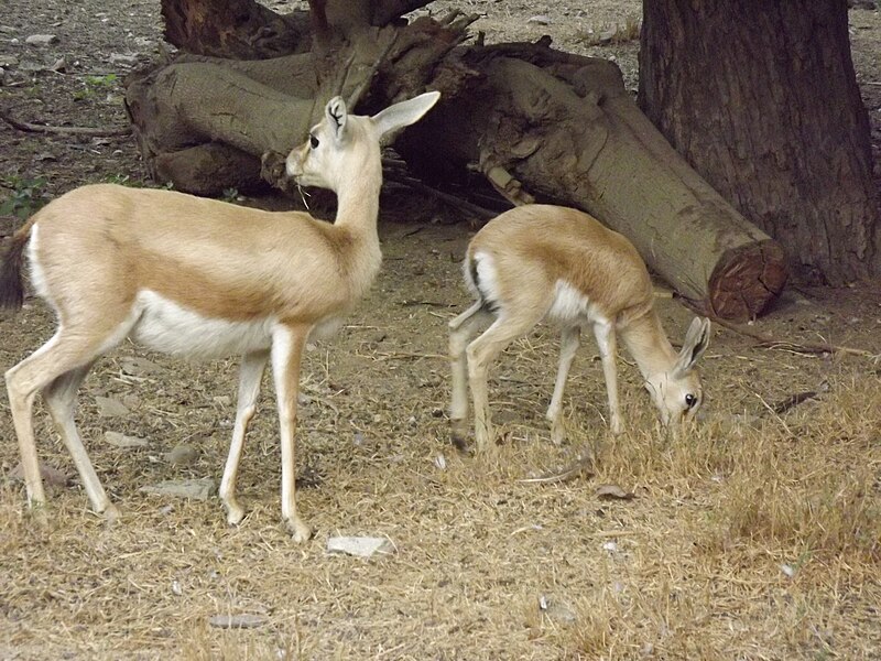 File:Gazella dorcas at Giza Giza Zoo by Hatem Moushir 4.JPG