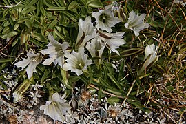 Gentiana algida (Arctic gentian)