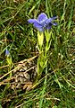 Gentianopsis ciliata Germany - Rheinland-Pfalz