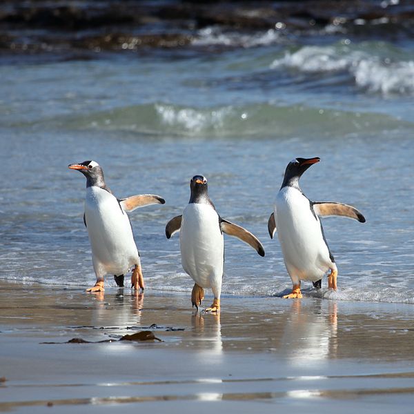 File:Gentoo Penguins coming ashore (5607601419).jpg