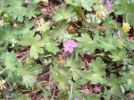 Geranium molle